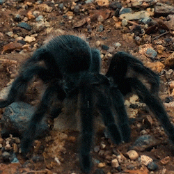 Tarantula
